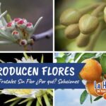 Por qué algunos olivos no dan frutos pero sí producen flores