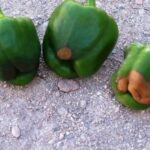 Por qué aparecen manchas negras en tus pimientos