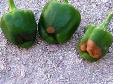 Por qué aparecen manchas negras en tus pimientos