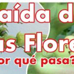 Por qué caen las flores de las judías sin formar vainas