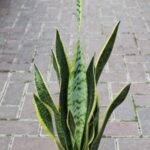 Por qué caen las hojas de la Snake Plant y cómo evitarlo