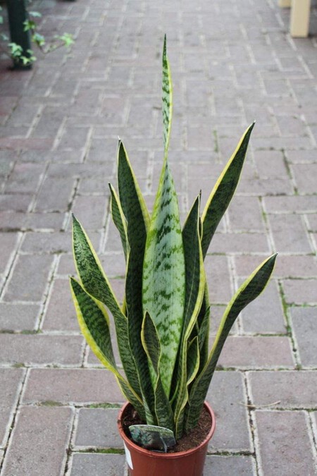 Por qué caen las hojas de la Snake Plant y cómo evitarlo