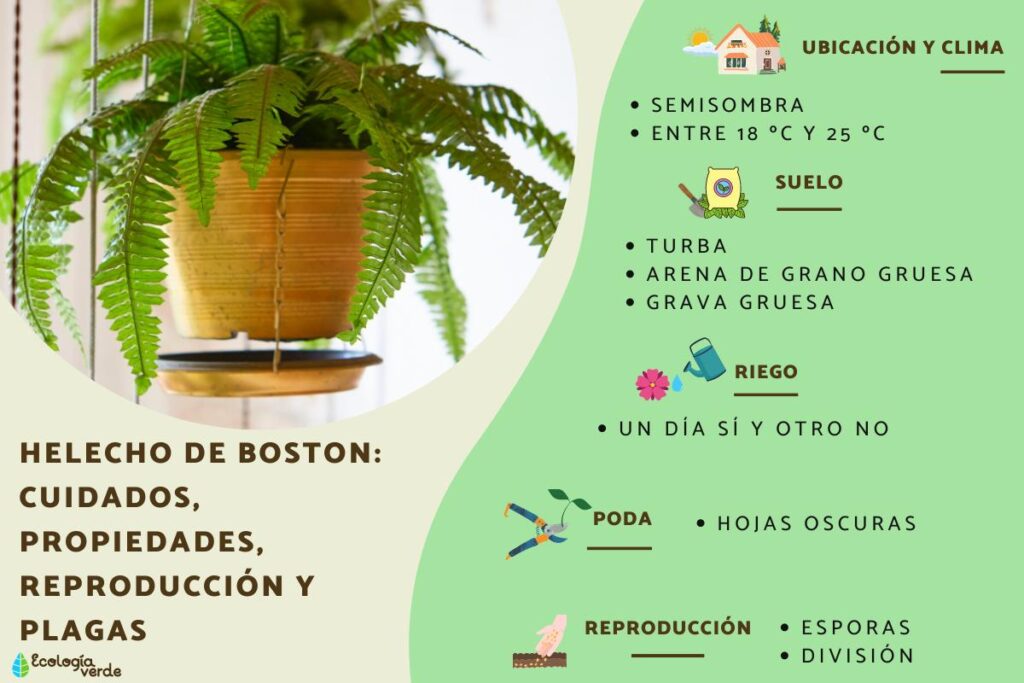 Por qué caen las hojas del helecho Boston en invierno