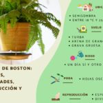 Por qué caen las hojas del helecho Boston en invierno