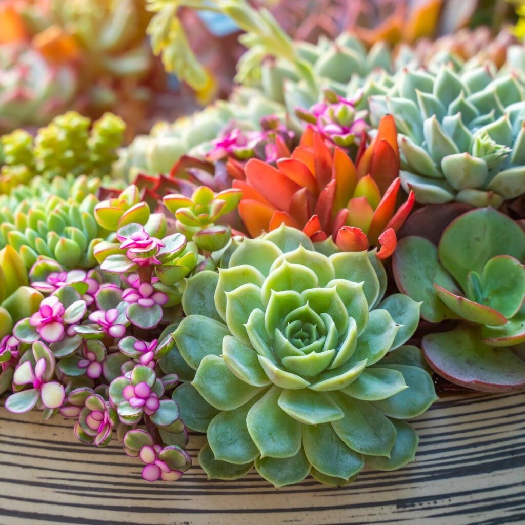 Por qué cultivar suculentas beneficia tu vida y hogar