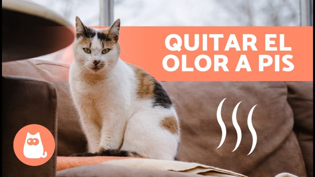 Por qué el boj en mi jardín desprende un olor a orina de gato