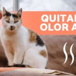 Por qué el boj en mi jardín desprende un olor a orina de gato