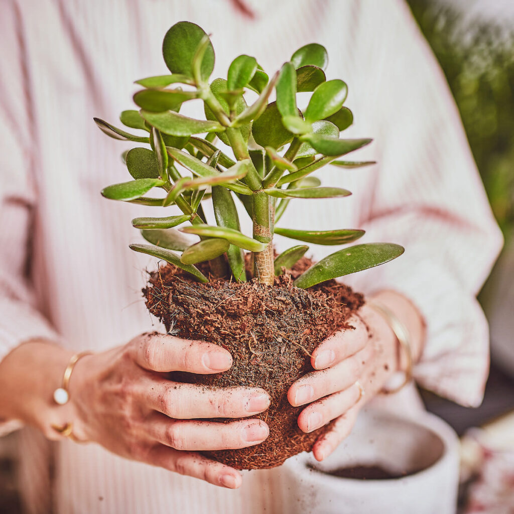 Por qué es crucial trasplantar tu planta regularmente