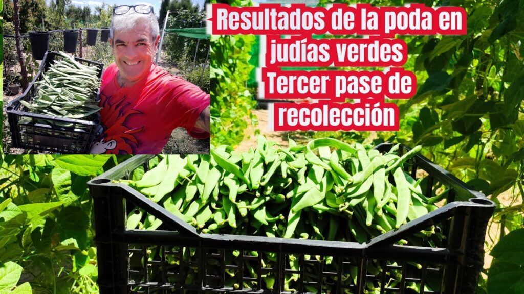 Por qué es importante podar las judías trepadoras