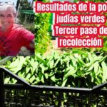 Por qué es importante podar las judías trepadoras
