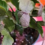 Por qué hay manchas en hojas de cactus de Navidad
