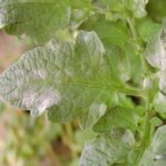 Por qué hay protuberancias blancas en plantas de tomate