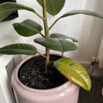 Por qué hojas de planta de caucho se tornan amarillas