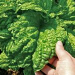 Por qué la albahaca de hoja de lechuga es especial