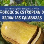 Por qué la calabaza se pudre en los extremos al almacenarla