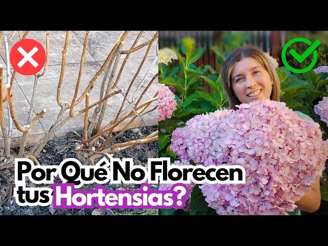 Por qué la Climbing Hydrangea no florece y cuándo florecerá