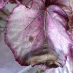 Por qué las begonias presentan manchas marrones en las hojas