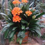 Por qué las Clivias cambian de color en sus flores