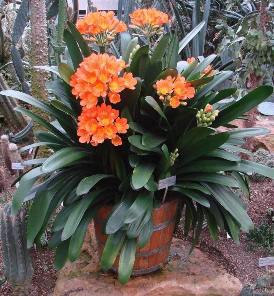 Por qué las Clivias cambian de color en sus flores