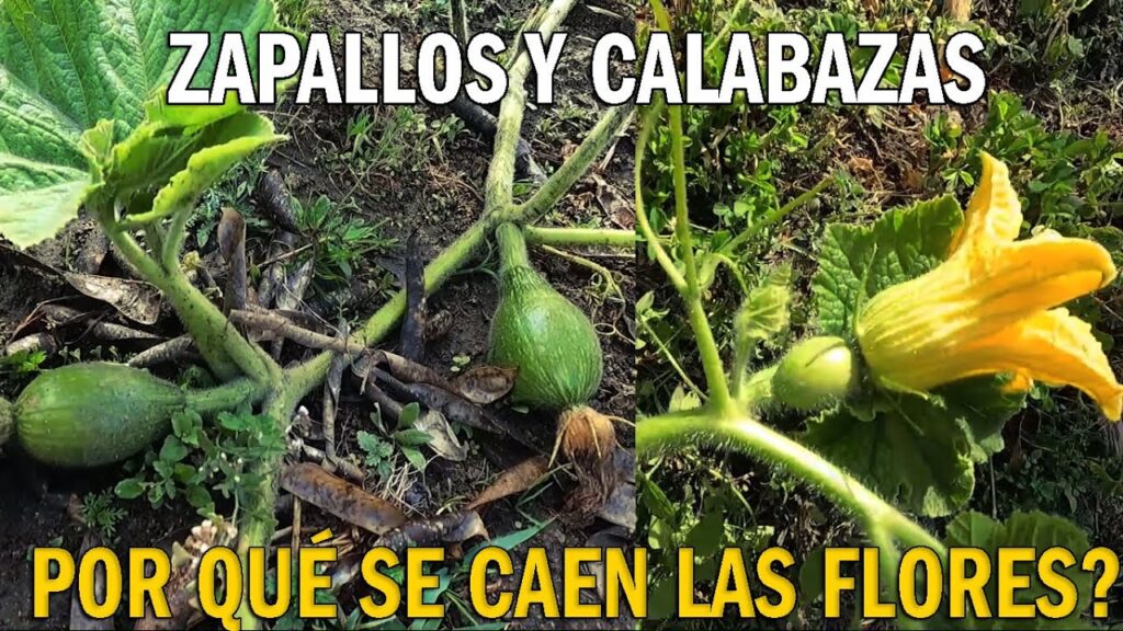 Por qué las flores de calabaza se caen y cómo evitarlo