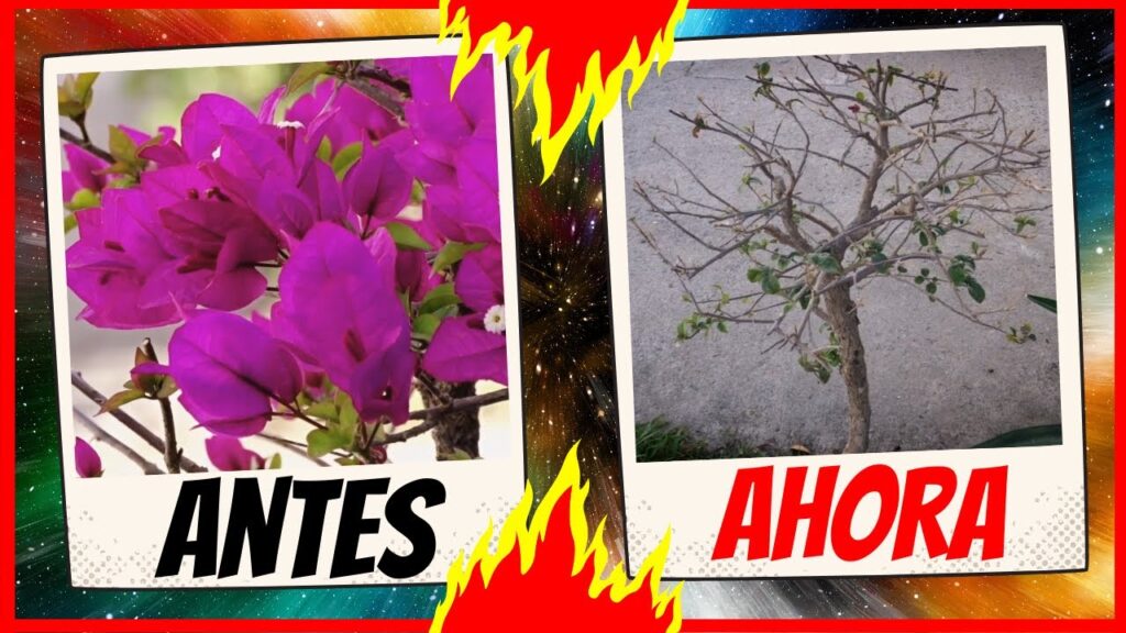 Por qué las flores de la buganvilla se caen fácilmente