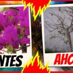 Por qué las flores de la buganvilla se caen fácilmente