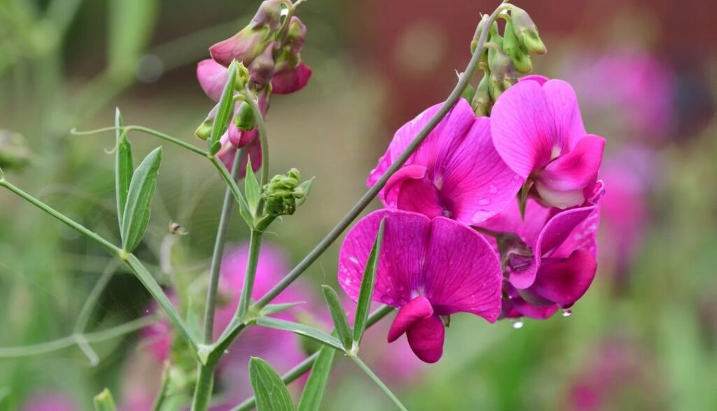 Por qué las flores de las Sweet Pea se caen antes de tiempo