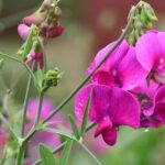 Por qué las flores de las Sweet Pea se caen antes de tiempo