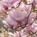 Por qué las flores de magnolia no se abren totalmente