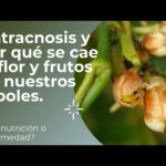 Por qué las flores de mi limonero se están cayendo