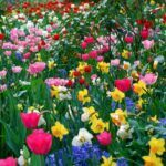Por qué las flores tienen colores tan brillantes y variados