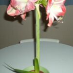 Por qué las hojas de amaryllis se caen y doblan fácilmente
