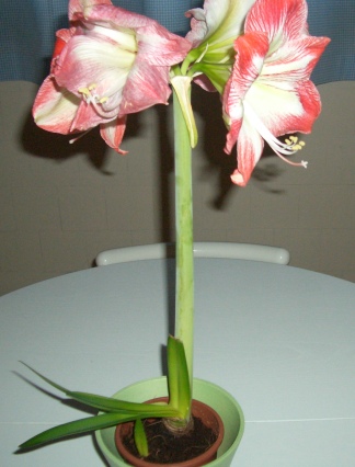 Por qué las hojas de amaryllis se caen y doblan fácilmente