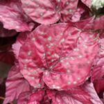 Por qué las hojas de begonia se rizan y cómo solucionarlo