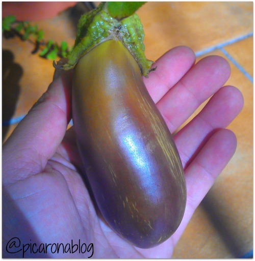 Por qué las hojas de berenjena se vuelven amarillas