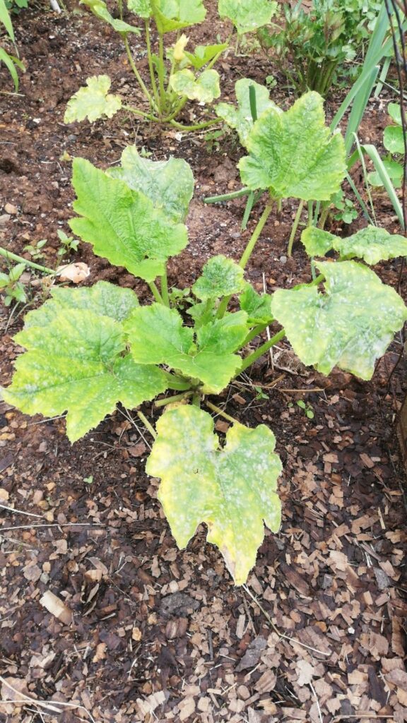 Por qué las hojas de calabacín se vuelven amarillas