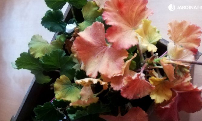 Por qué las hojas de geranio cambian de color a rojo