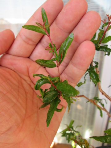 Por qué las hojas de granado se rizan en ocasiones