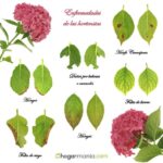 Por qué las hojas de hortensias se vuelven moradas Solución