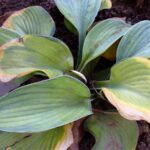 Por qué las hojas de hosta se vuelven amarillas