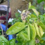 Por qué las hojas de la albahaca se ponen amarillas