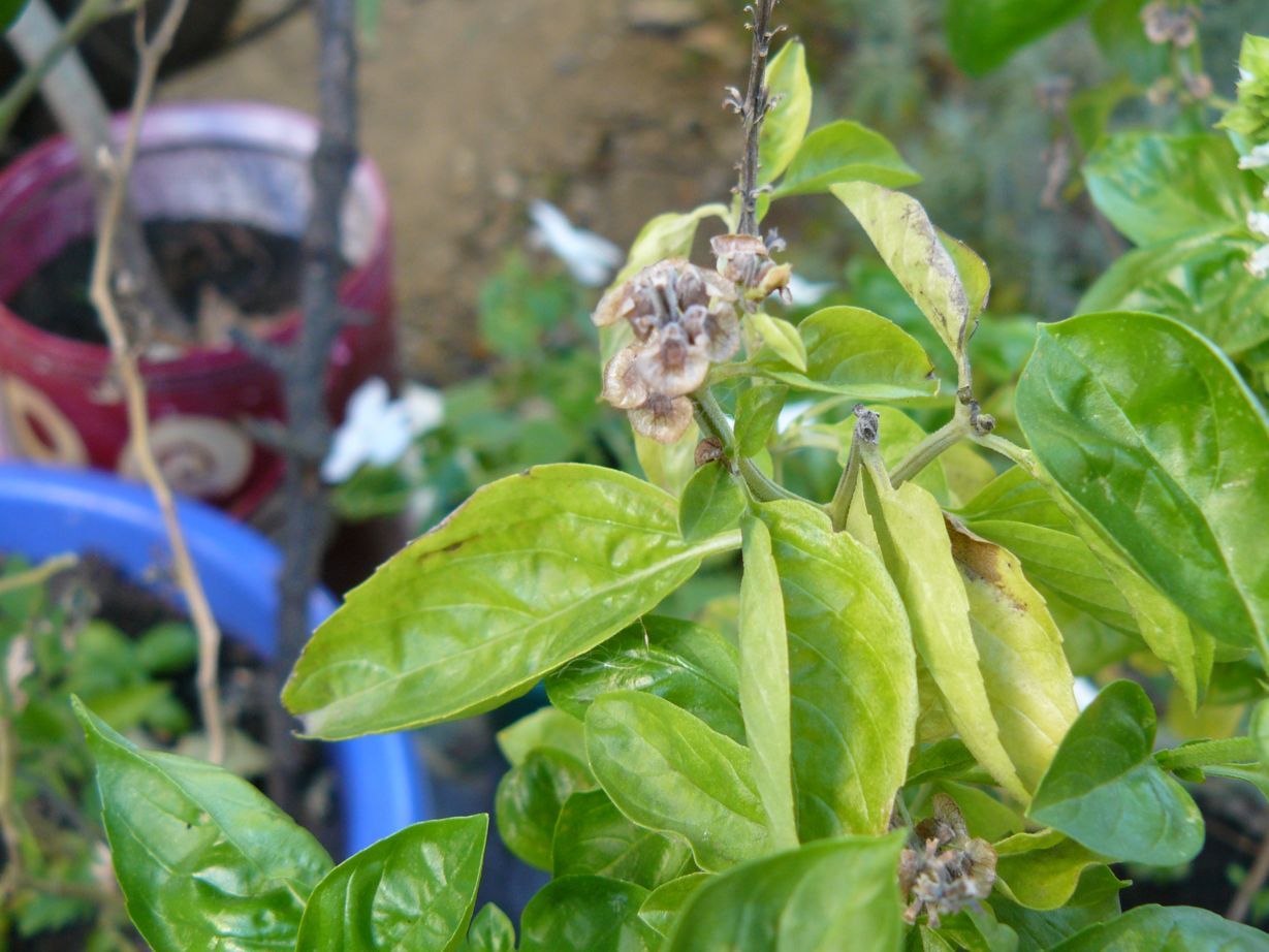 Por qué las hojas de la albahaca se ponen amarillas
