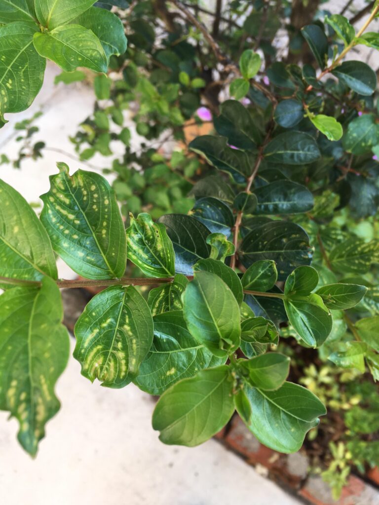 Por qué las hojas de la crape mirtle se tornan amarillas