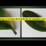 Por qué las hojas de la orquídea se caen y cómo arreglarlo