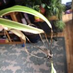 Por qué las hojas de la planta araña se vuelven oscuras