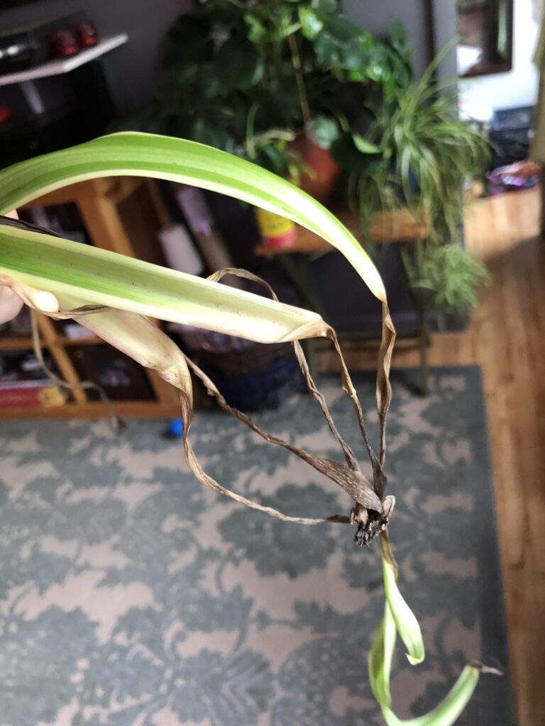 Por qué las hojas de la planta araña se vuelven oscuras