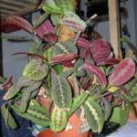 Por qué las hojas de la planta de oración se tornan marrones