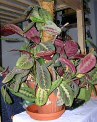 Por qué las hojas de la planta de oración se tornan marrones