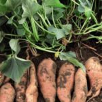Por qué las hojas de las batatas se ponen amarillas