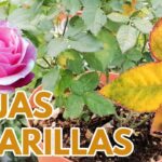 Por qué las hojas de las Knockout Roses se vuelven amarillas y qué hacer